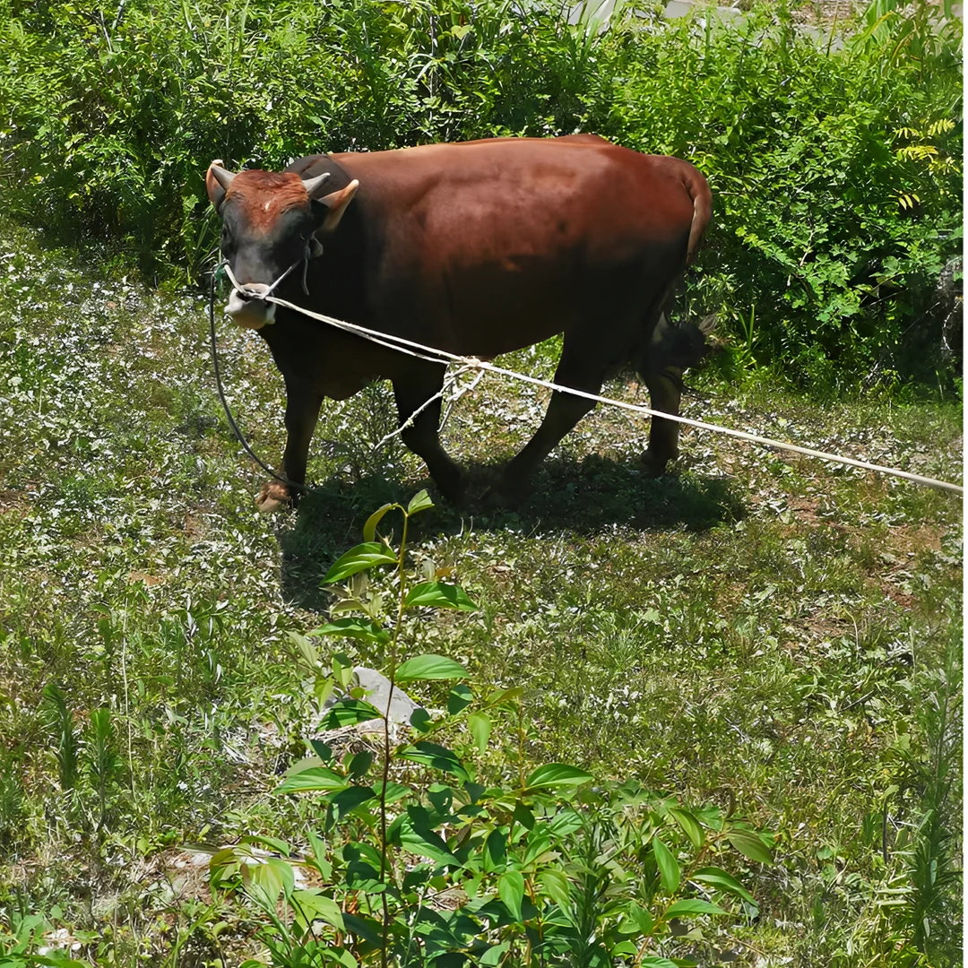 【现宰现发】贵州农家土黄牛肉