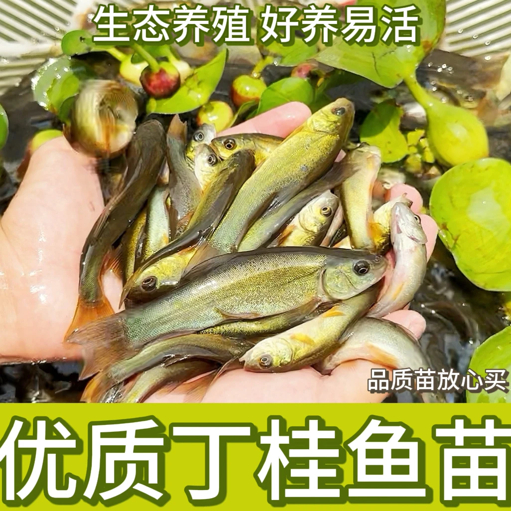 【丁桂】四川丁桂 淡水鱼 丁桂鱼 冷水鱼 渔场直发养鱼包赔养殖发货