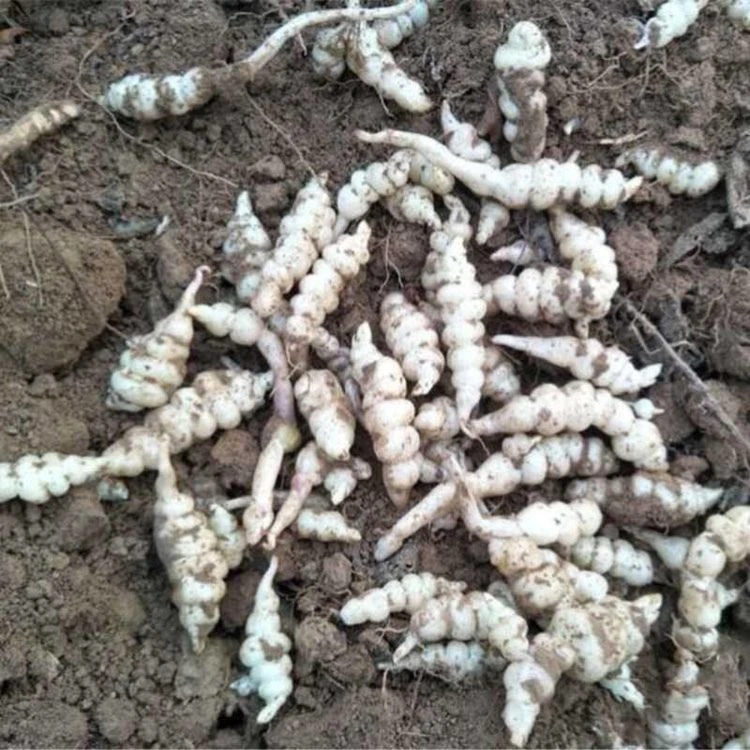 宝塔菜种子地牯牛种苗甘露子根苗地环玉环菜地参蔬菜种子