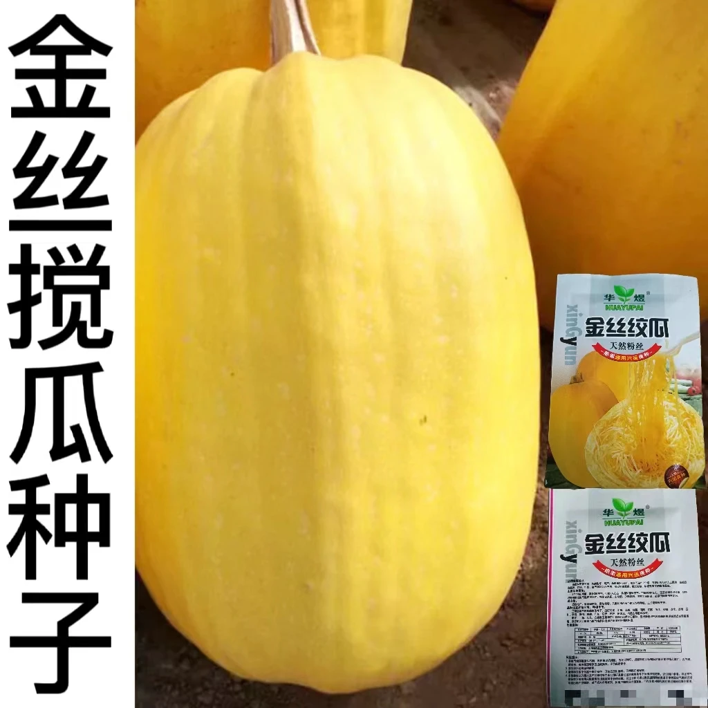 金丝搅瓜种子茭瓜种籽瓜角瓜天然粉丝瓜春季蔬菜苗幼苗孑