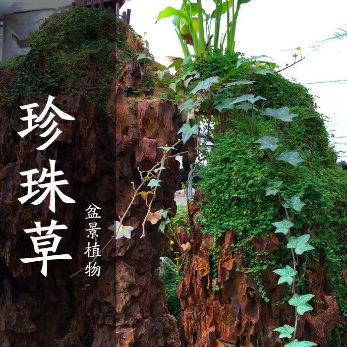 珍珠草种子山石草盆景草种子吸水石草籽珍珠草幸运草文竹种子四季