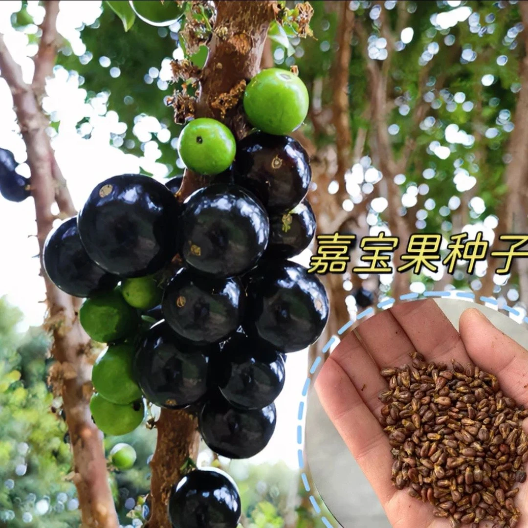 【嘉宝果种子】四季播种阳台盆栽小院种植高产水果沙巴嘉宝果种子