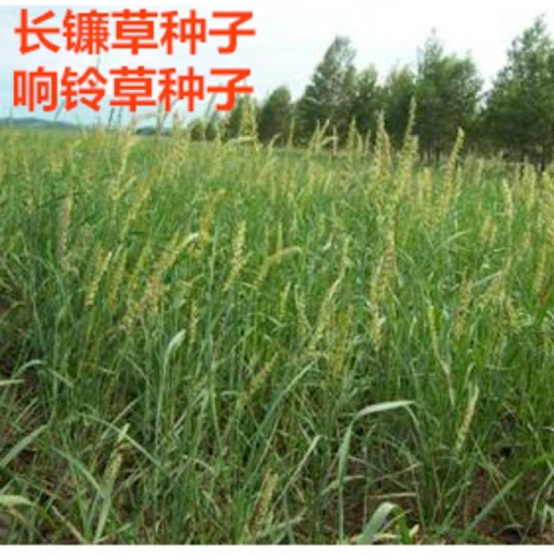 长镰草种子 响铃草 墓地草坪种子坟地草籽 四季青草籽 坟头草茅草