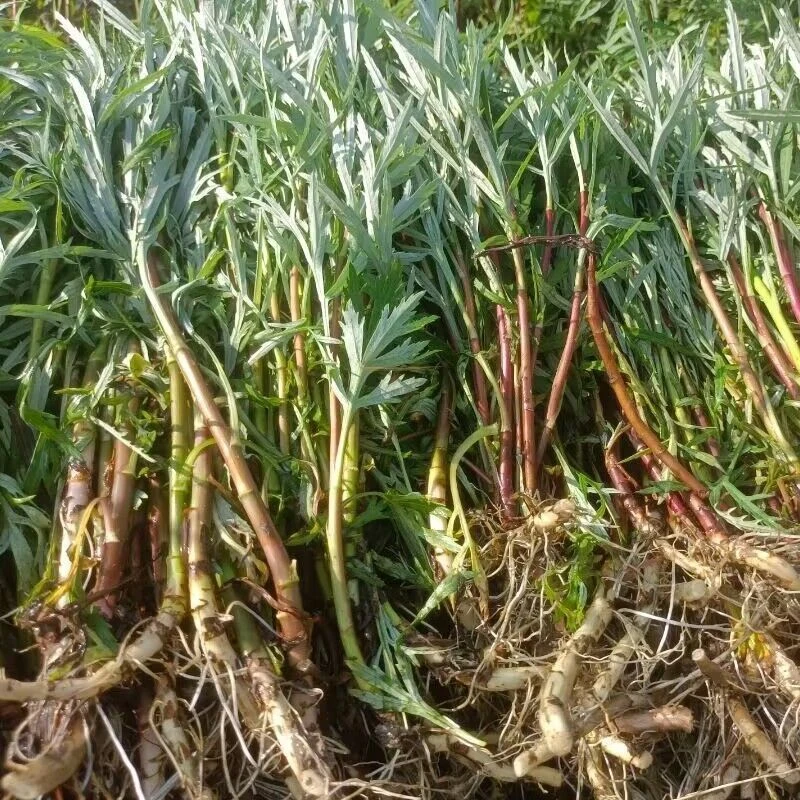 野生柳蒿芽种子柳蒿菜口感清香药食同源 多年生草本植物野菜种籽