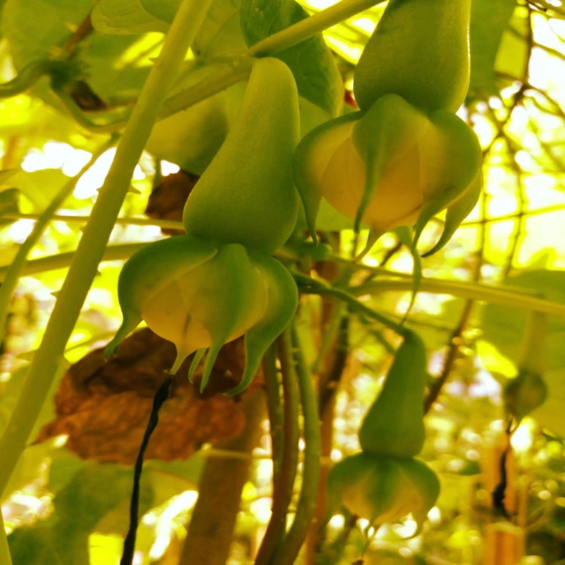 金丝指葫芦种子拐子豆跌打豆小偷豆中药材华佗豆籽一年生攀援植物