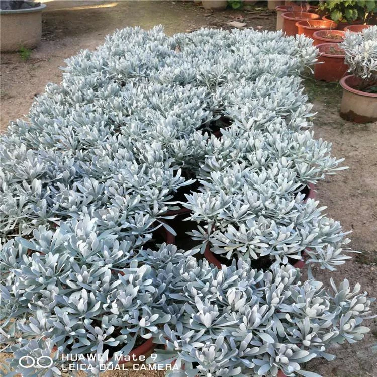 花园直销芙蓉菊盆栽白艾臭草绿植阳台庭院喜阳食用植物