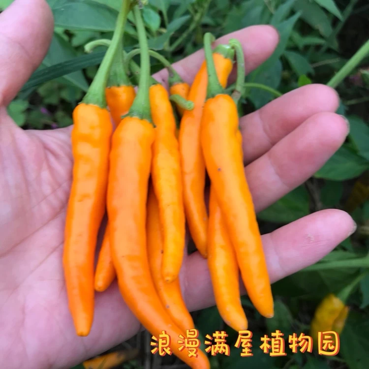 农家传统黄辣椒种子 老种子  够辣 非转基因 土种子 可自留做种