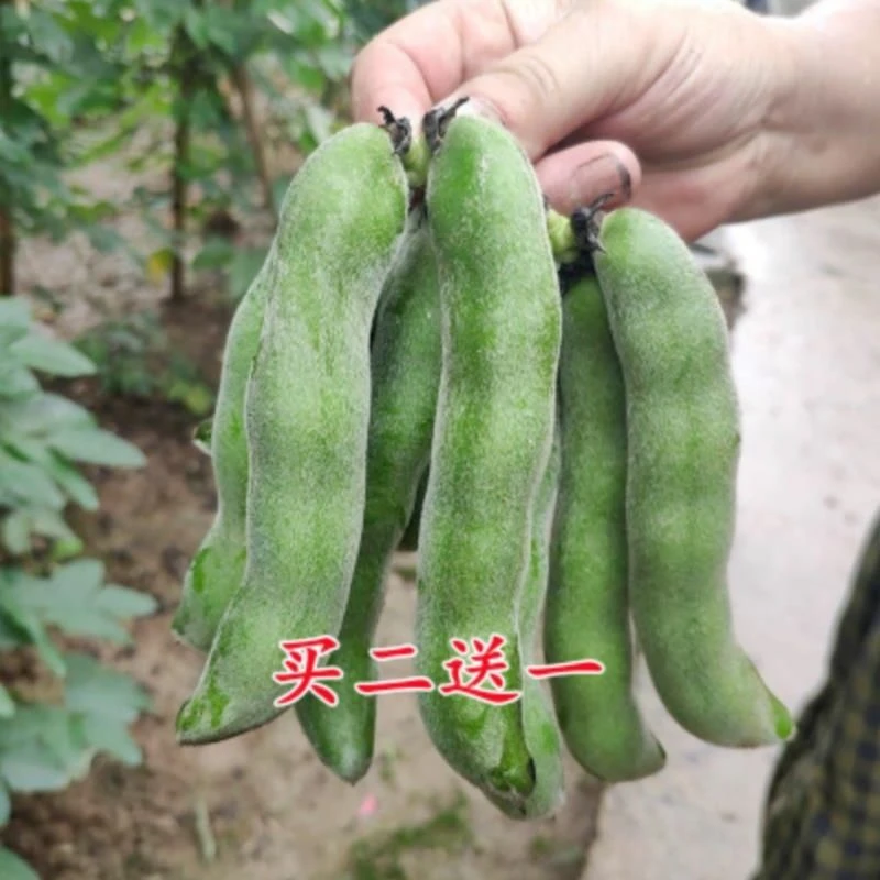 龙爪豆种子狗仔豆狗爪豆种子虎老豆虎爪豆猫爪豆狗毛豆种巴马猫豆