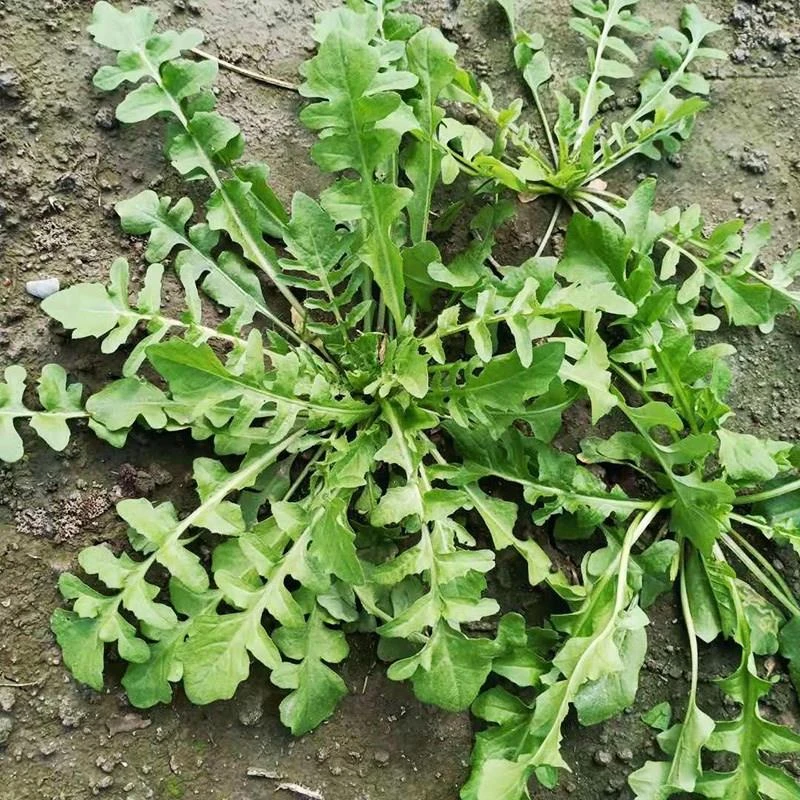荠菜种子大全农家大叶春野菜夏季耐热种籽食用盆栽荠荠菜种籽孑青