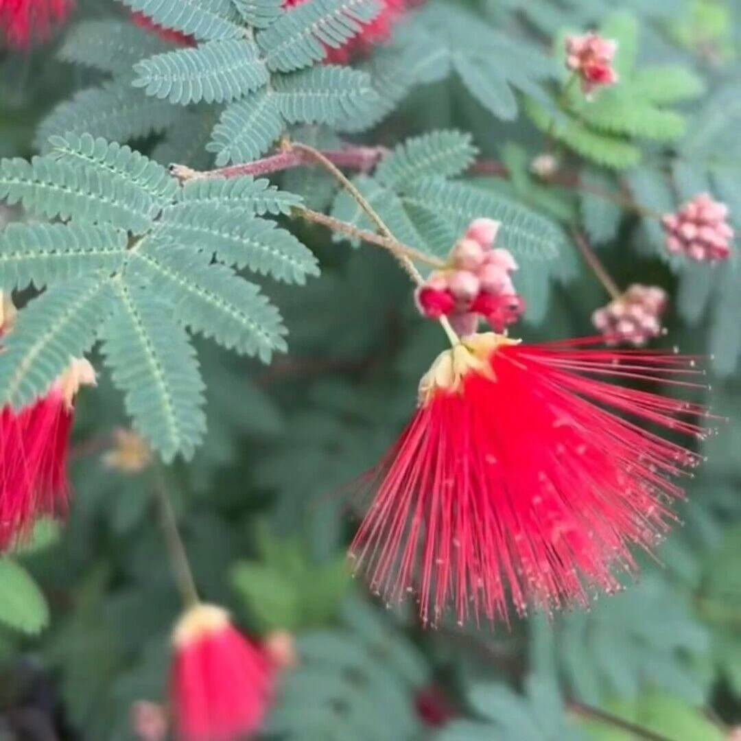 红花合欢种子合欢树大树绒花芙蓉花树南北方庭院别墅耐寒风景种植