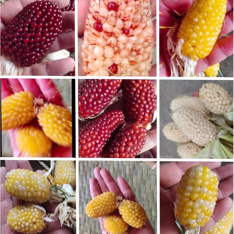 彩色宝石文玩小玉米种子可以玩也可食用阳台盆栽文玩小玉米种籽子