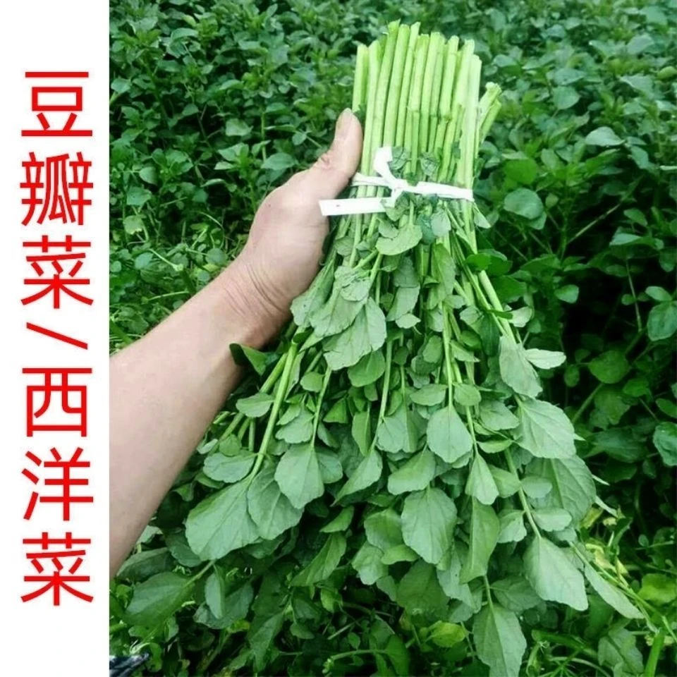 西洋菜菜秋冬四季种植儿童保健蔬菜籽阳台农家蔬菜籽