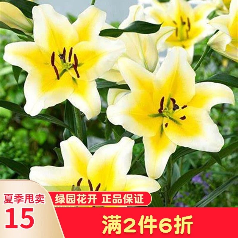黄天霸百合种球重瓣香水百合花种球多头盆栽室外种子大耐寒花种籽
