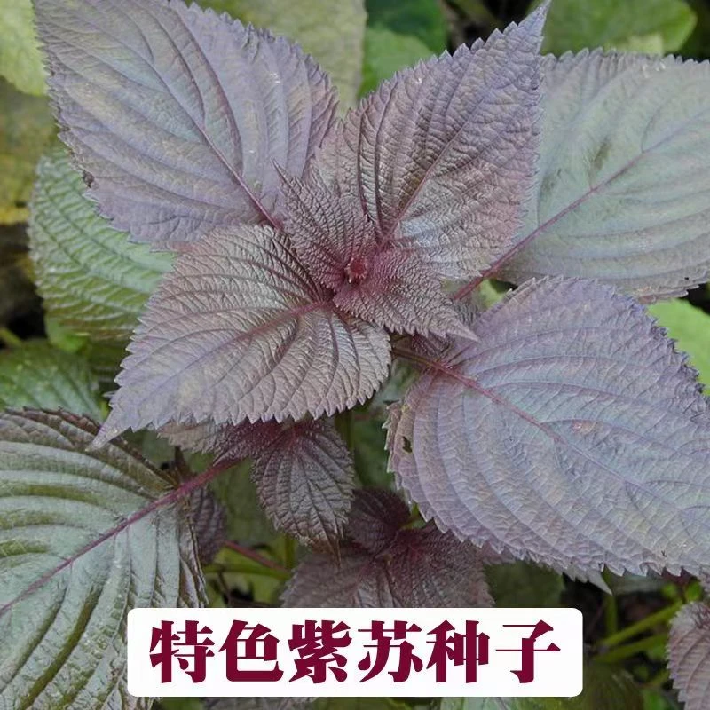 四季紫苏种子紫苏籽种子香菜种紫苏盆栽阳台苏子粒种香菜籽种
