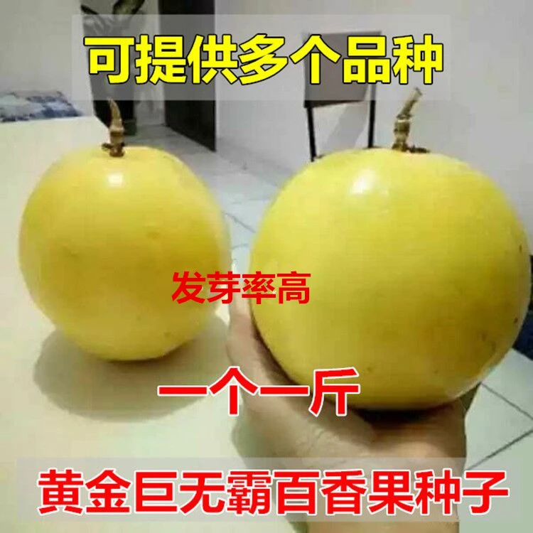 黄金巨无霸百香果种子高产黄金鸡蛋百香果种子阳台盆栽水果种籽