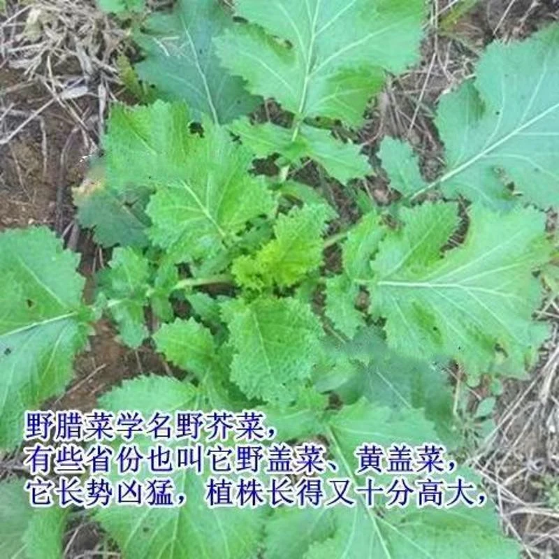 农家野生腊菜种子苦辣菜山野菜苦腊菜油菜耐寒四季易播种野菜种籽