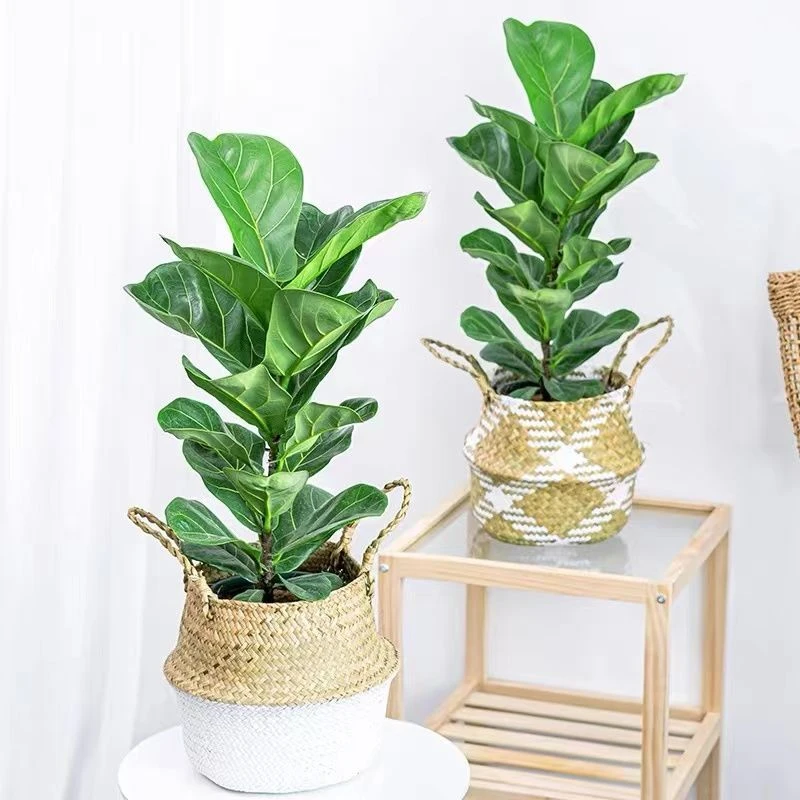 琴叶榕盆栽室内大叶植物客厅办公室绿植好养活北欧花卉四季吸甲醛