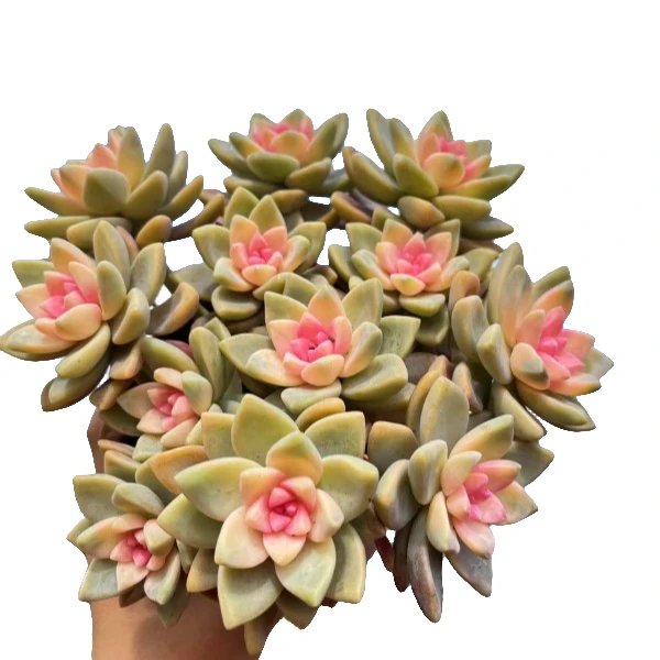 樱花锦（多肉）2盆 带盆土发货  以直播实物为准