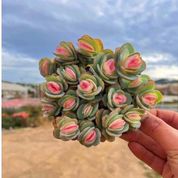 【贝壳锦多肉】到手2盆 带盆土 遇见多肉 以直播间为准