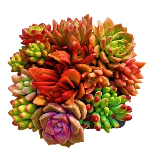 【全家福】多肉大拼盘 带盆带土 以直播间为准