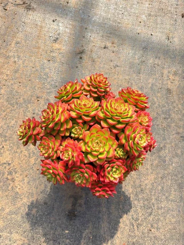 【玫瑰蒂亚】带盆发货 整装整群 以直播间实物为准