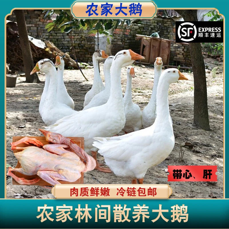 散养大鹅  整只农家新鲜现杀青年鹅 顺丰冷链发货