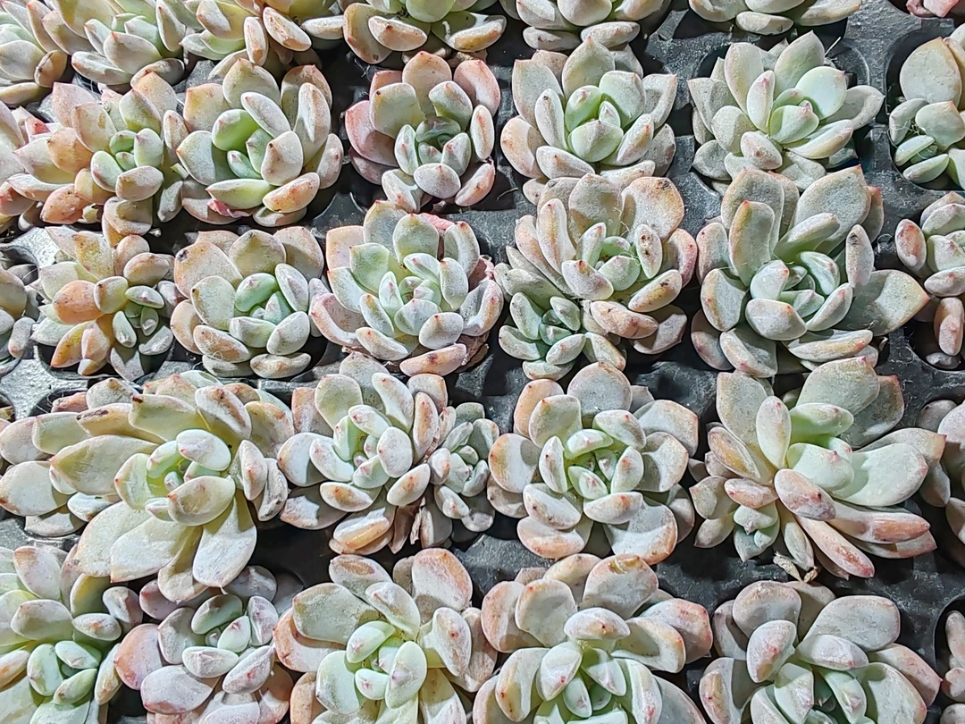 橙子双头，穴盘，20颗（满18米包邮）