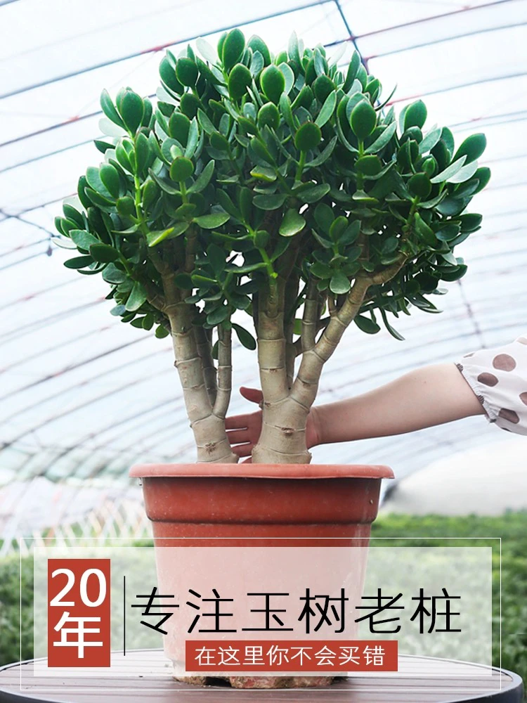 玉树老桩适合家庭种植阳台庭院高贵大气精美美观发货脱土