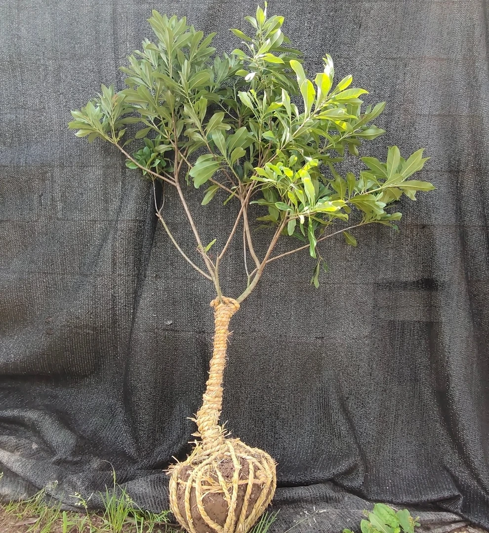 庭院花园植物绿植盆栽杨M梅花红如意