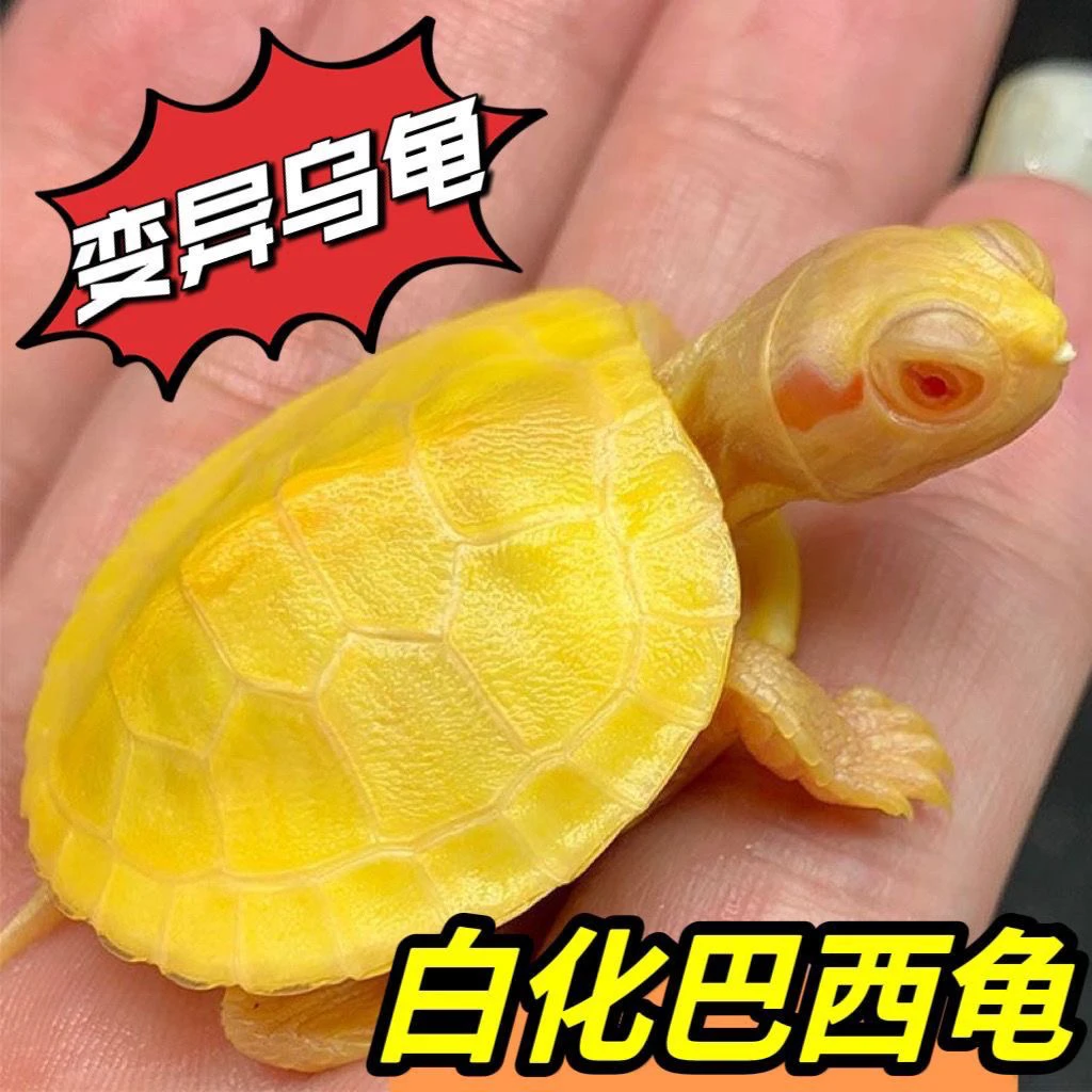 直播选龟链接，外塘冷水，石金钱，草龟，观赏龟