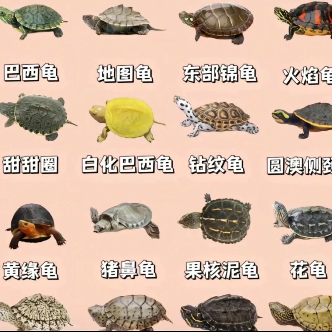 此链接选龟，一龟一拍，主播叫去拍再拍，请勿拍错