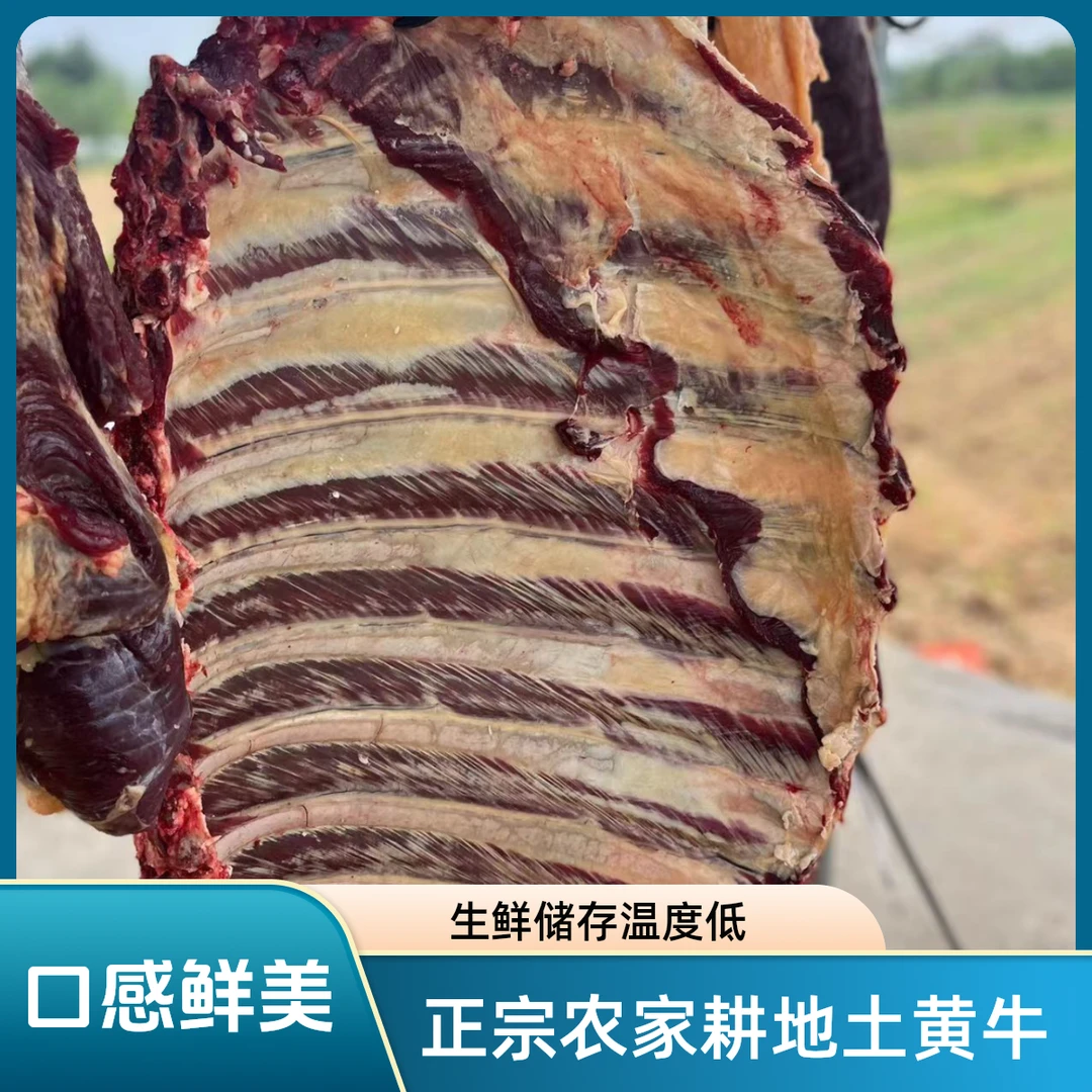 【牛排骨，上脑】四川金膘土黄牛，，一物一拍，现场称重