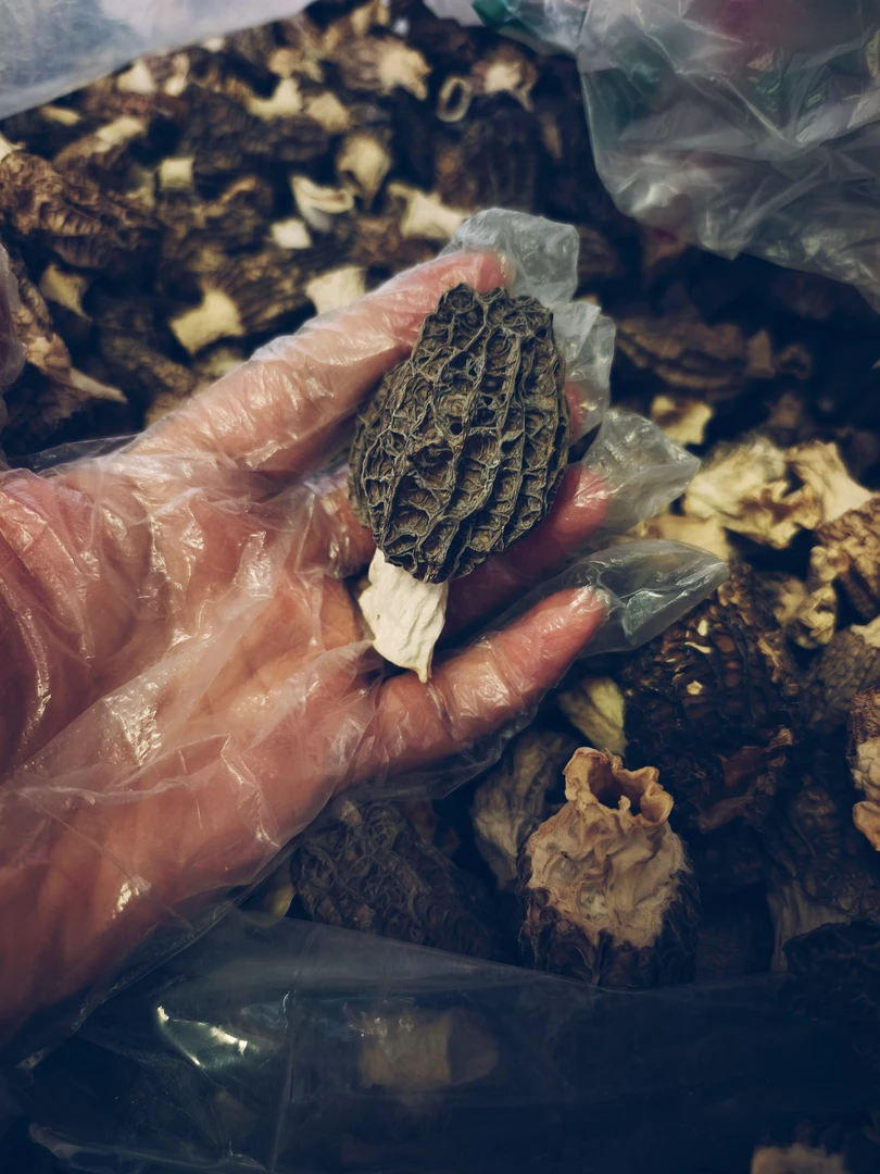 丑菇羊肚菌头茬干羊肚菌学生老人煲汤