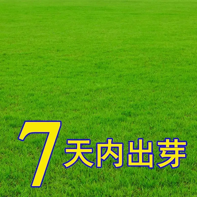 四季庭院免修剪马尼拉护坡矮脚固土绿化草坪种子耐旱草皮黑麦草种