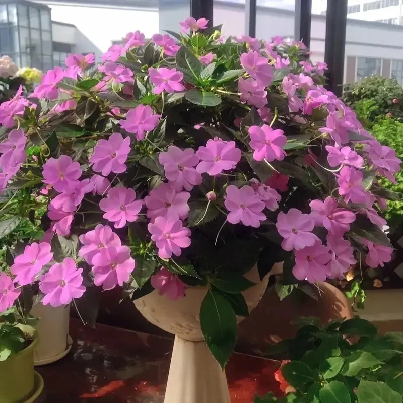 桑蓓斯凤仙花盆栽带花苞超级凤仙染指甲花四季开阳台室内盆栽植物