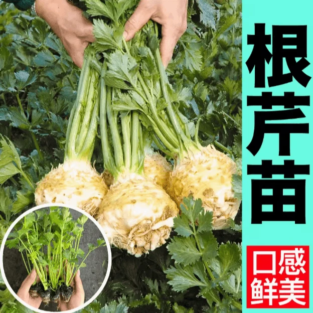 地中海根芹秧苗四季阳台盆栽西芹芹菜苗子蔬菜芹菜根苗秧苗菜苗孑