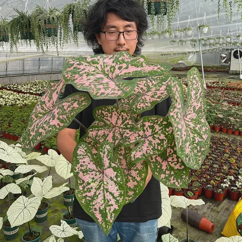彩叶芋盆栽粉色飞溅花叶芋室内客厅高颜好养绿植白色恋人桌面耐阴