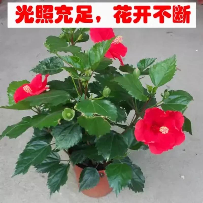 木槿扶桑花花盆栽重瓣大花花苗耐寒耐热花卉苗木可食用木槿树苗