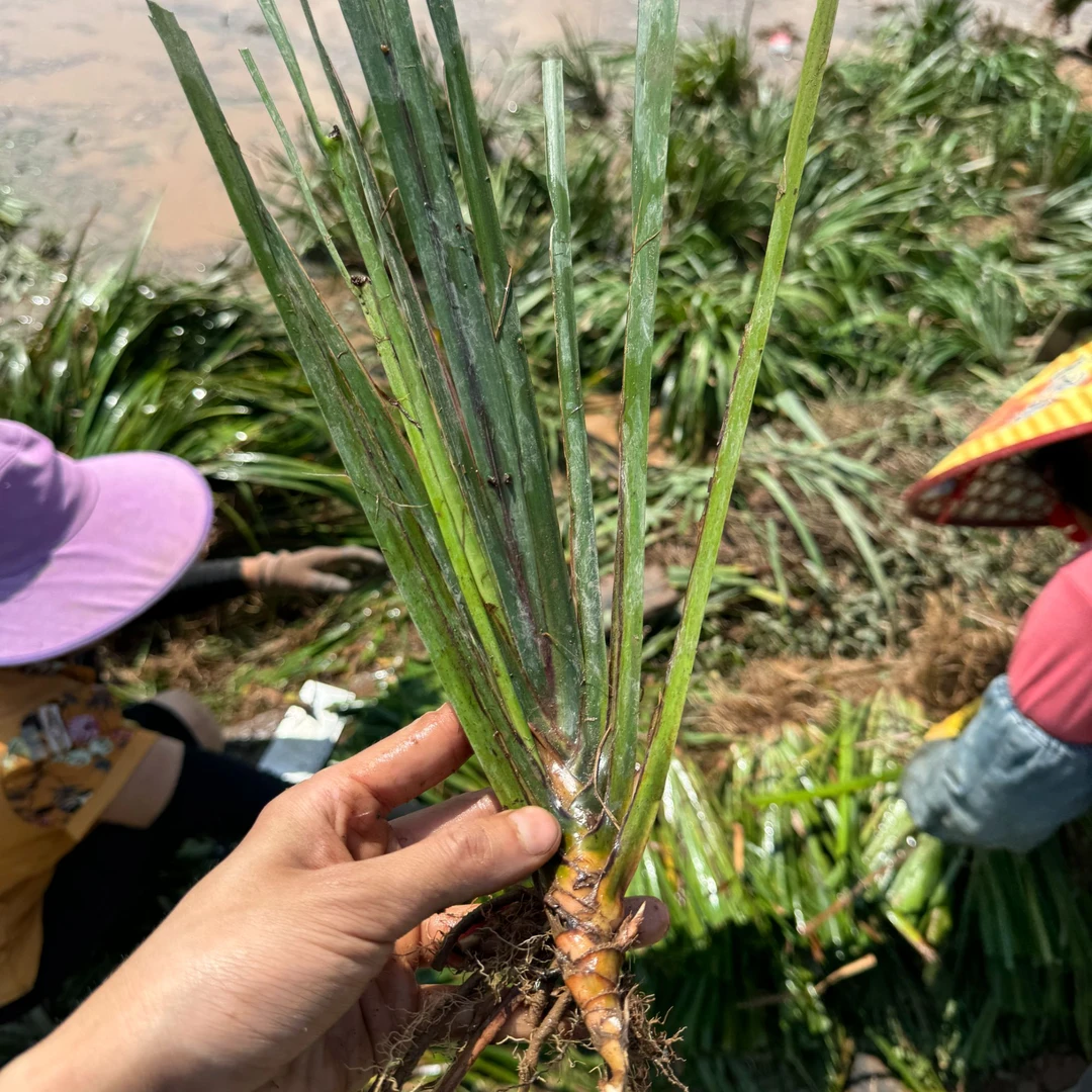 改良高产红根大叶石菖蒲种苗大别山石菖蒲基地源头批发零售包邮