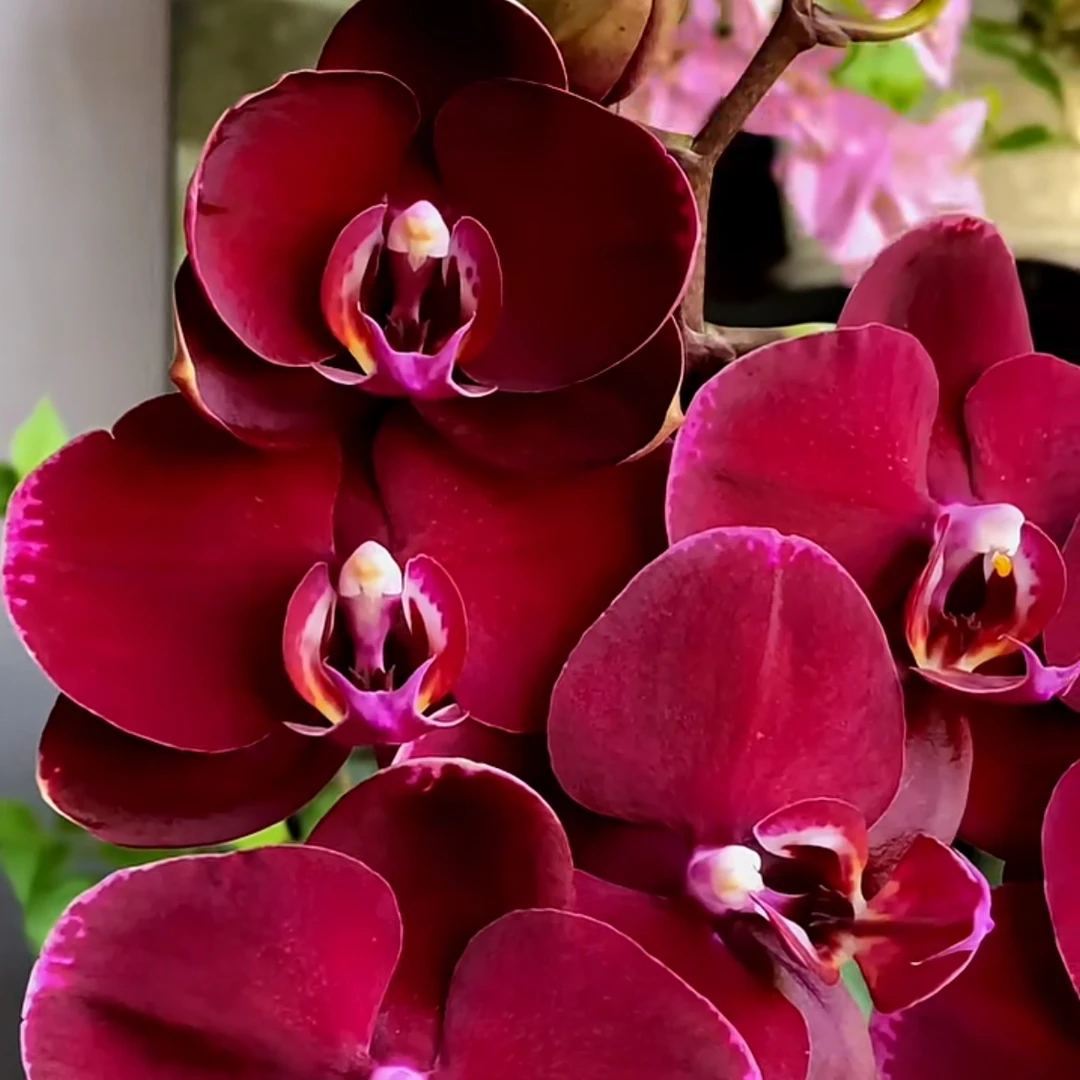 黑红宝石 蝴蝶兰 3.5寸杯 带花以及带花苞发货长花期