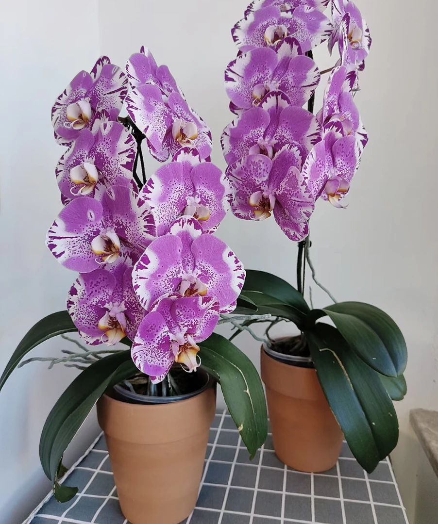 藏宝图 蝴蝶兰 3.5寸杯 带花和花苞发货6-8个