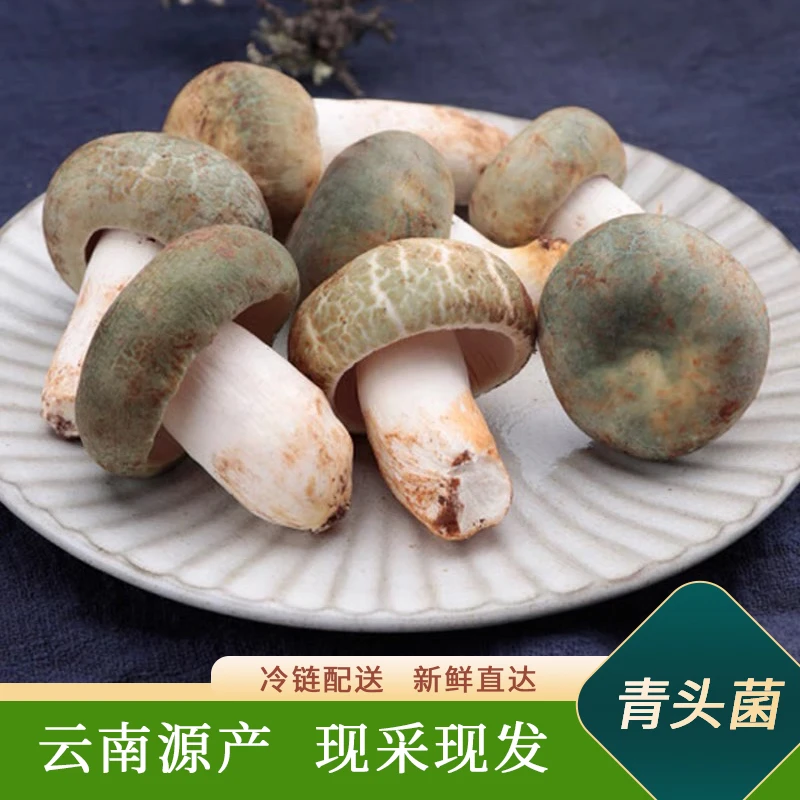 【小表妹】云南野生菌青头菌绿豆菌美味新鲜