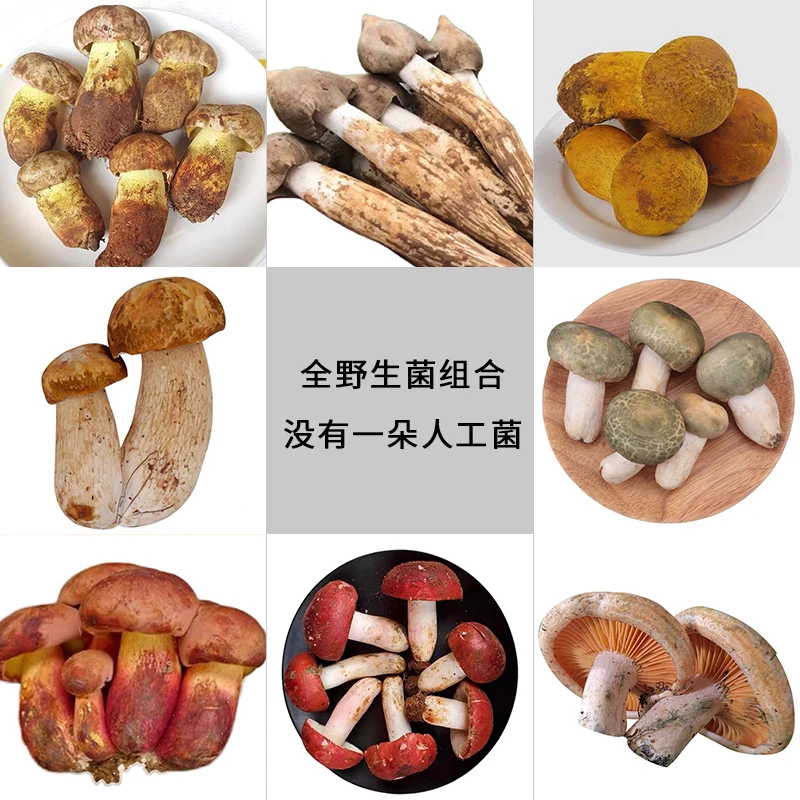 云南野生菌火锅新鲜野生菌搭配1000g