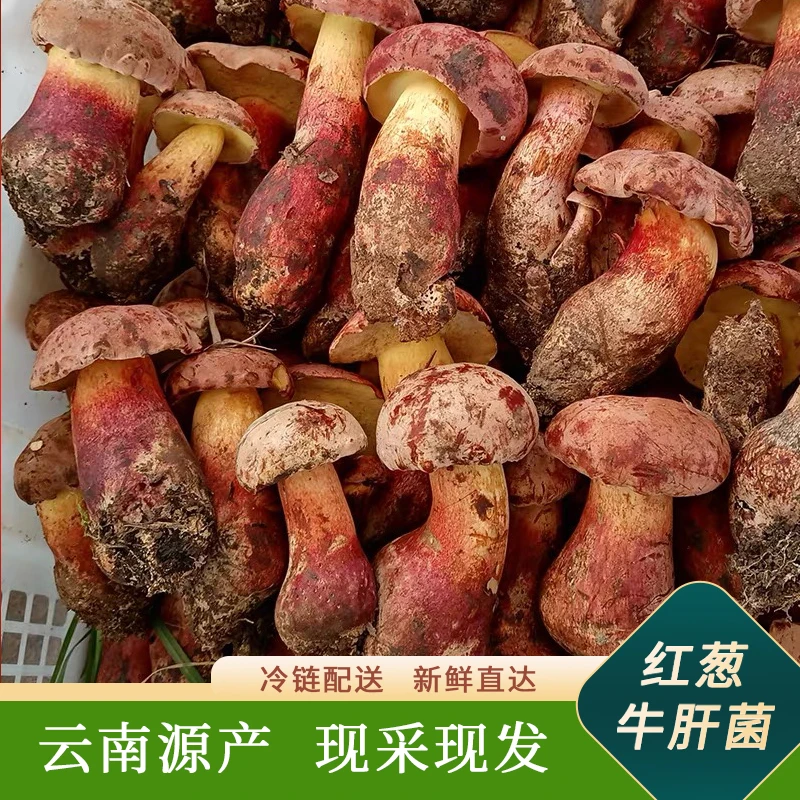 【小表妹】云南野生菌红葱牛肝菌新鲜野生菌