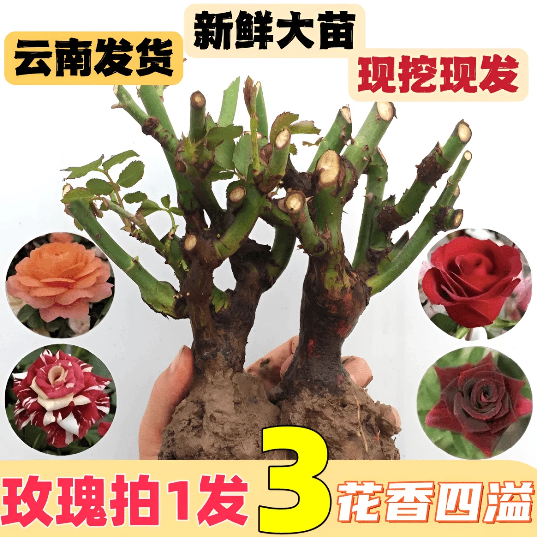 混色玫瑰老桩苗月季花苗老根多色耐寒耐热四季开花室内外阳台盆栽