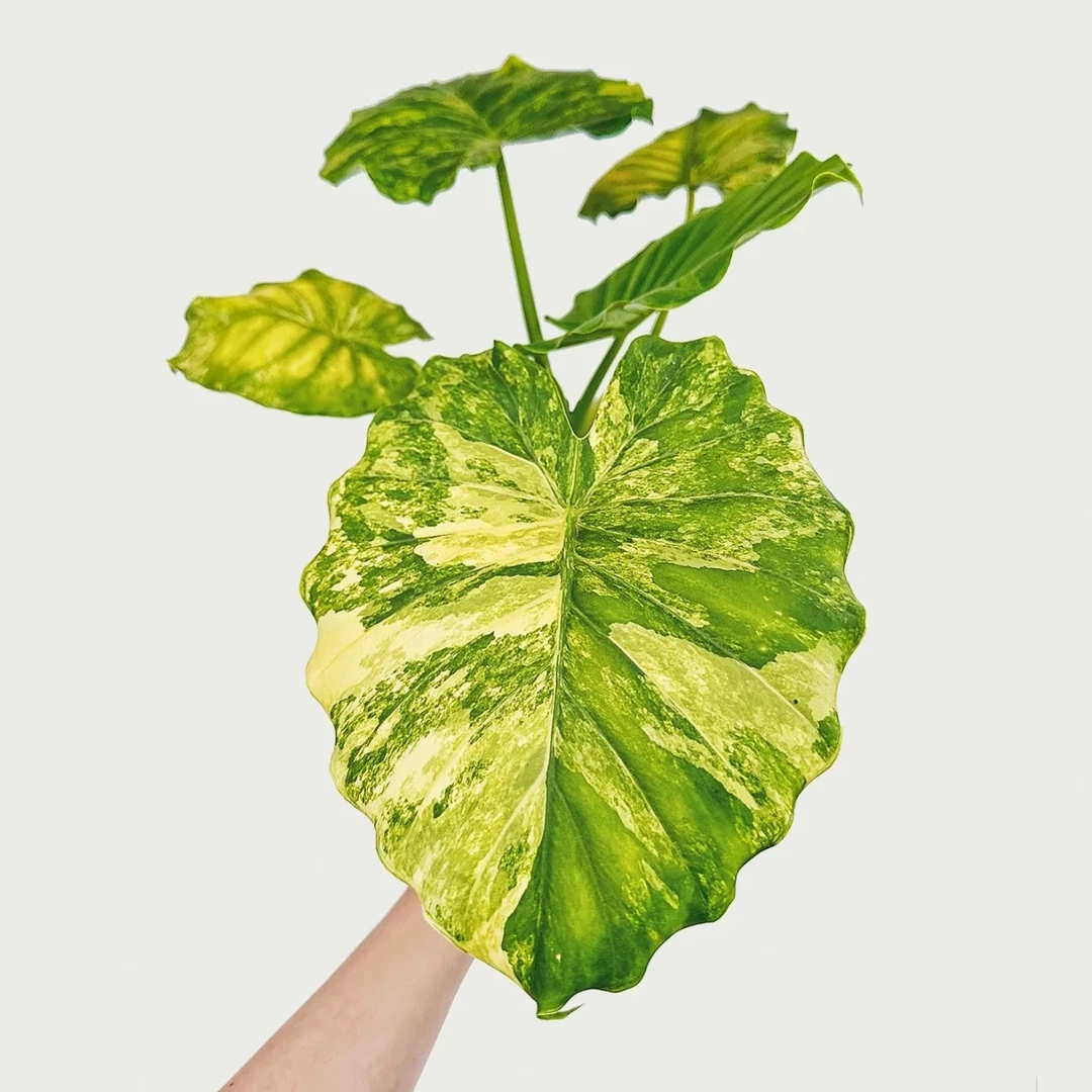 【黄锦象耳芋】大斑块黄锦四季常绿观叶一物一拍