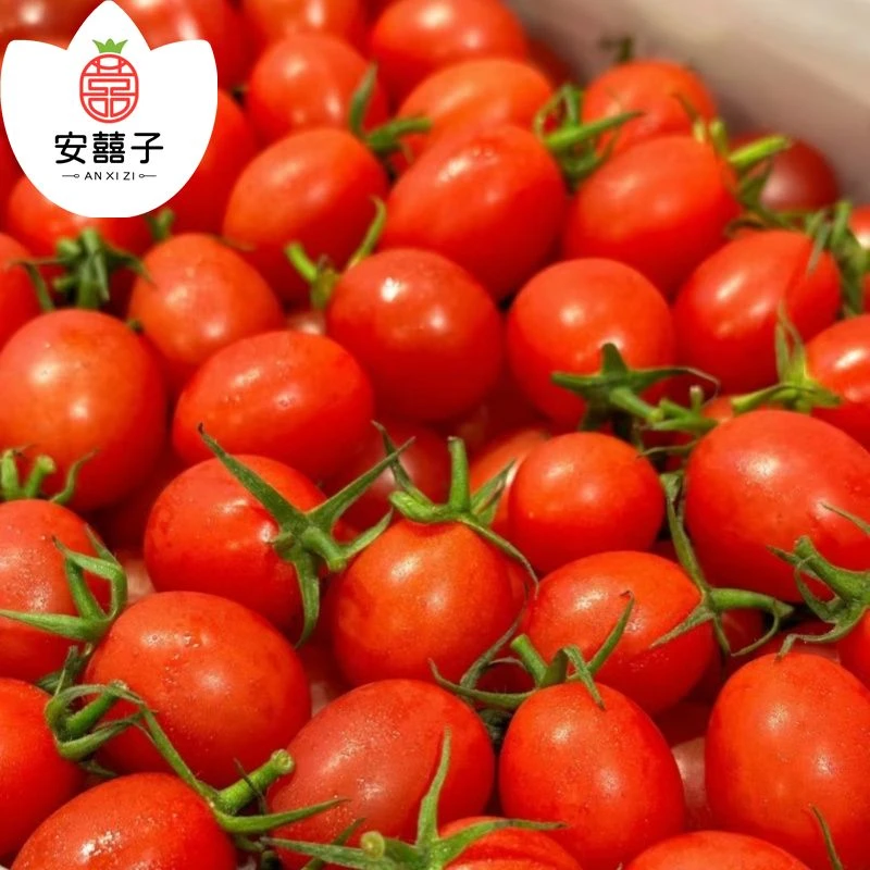【洗净】精选千禧圣女果小番茄250g番茄同城配