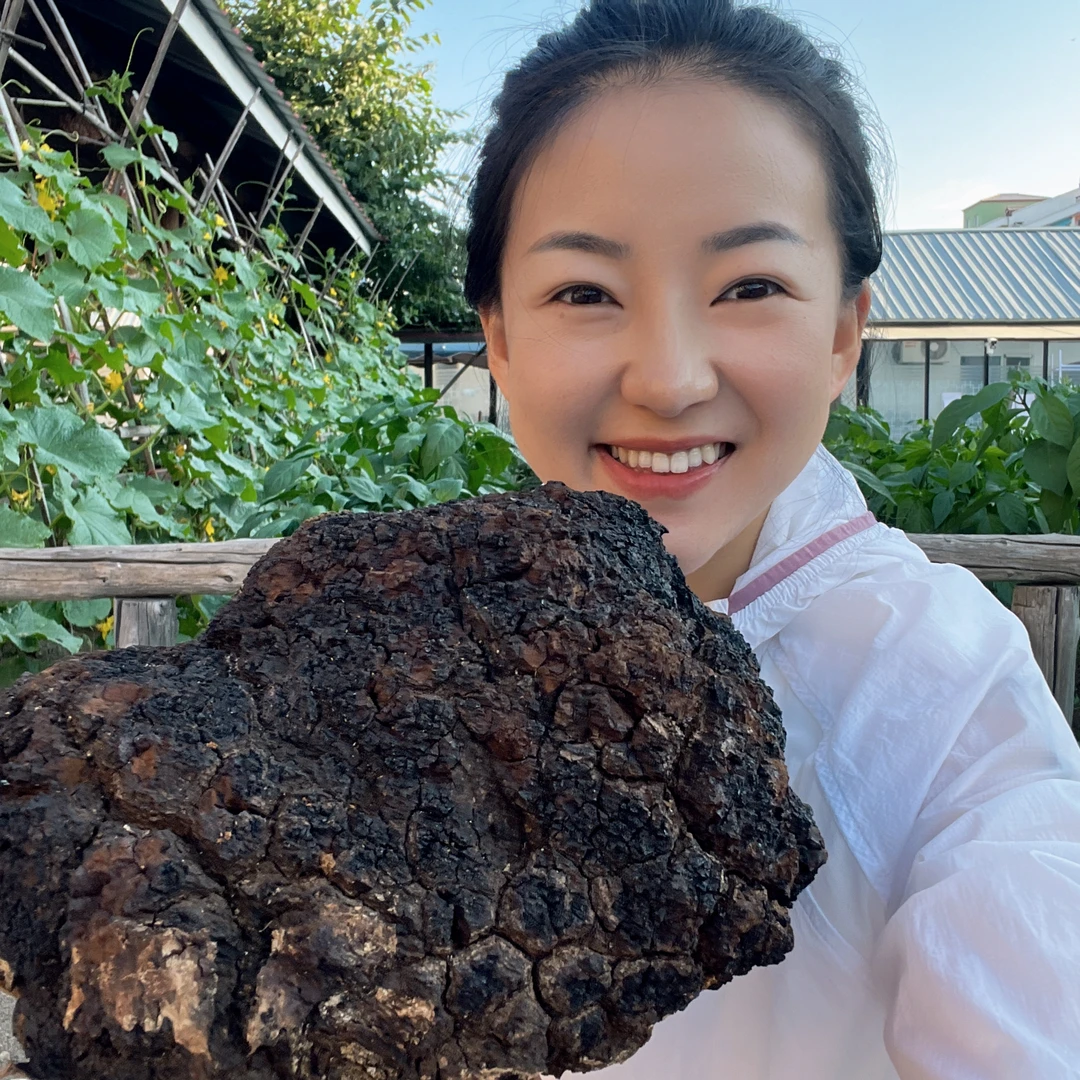 老粉推荐黑龙江深山小块桦树茸500克包邮