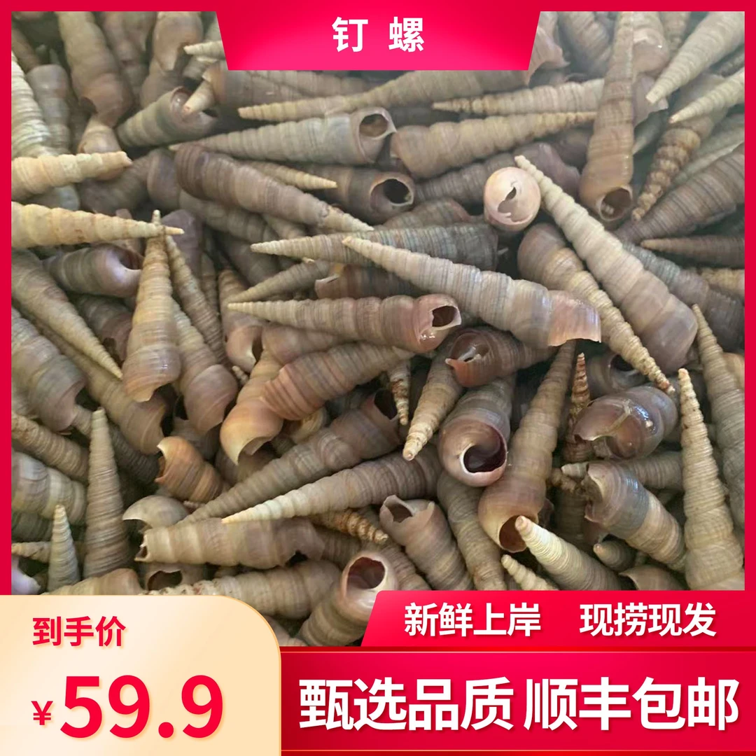 【渔小仙专属】渔民自捕自捞无加工非即食新鲜钉螺5斤 顺丰包邮