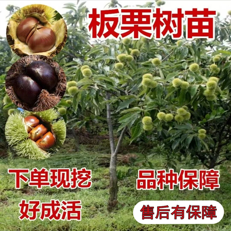 牧尘板栗树苗嫁接特大红袍南方北方品种植庭院地栽果树苗板栗苗